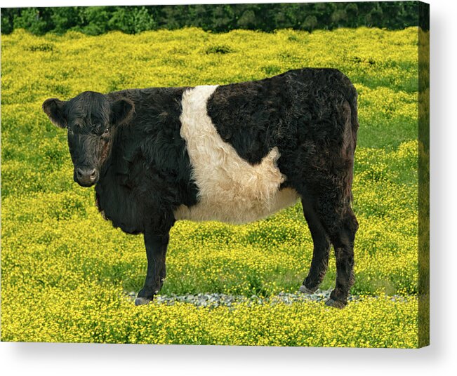 Belted Galloway Acrylic Print featuring the photograph Beltie in Buttercups by Minnie Gallman