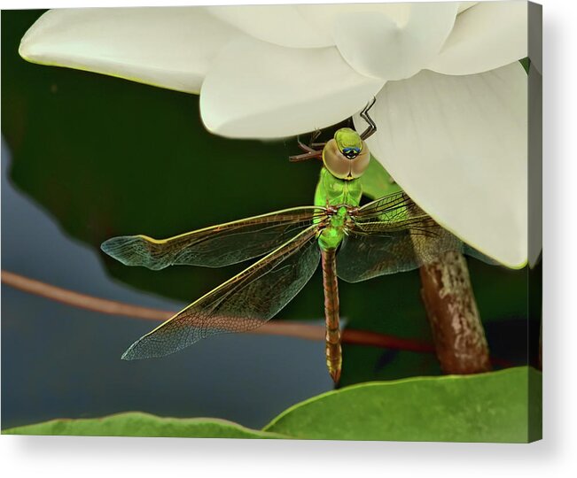 Dragonfly Acrylic Print featuring the photograph Beneath by Nikolyn McDonald