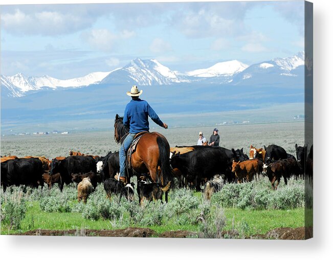 Horse Acrylic Print featuring the photograph Big Cattle Drive by Cgbaldauf