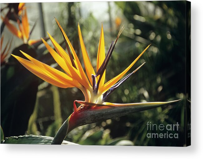 Botanical Acrylic Print featuring the photograph Bird Of Paradise Flower by Mike Comb/science Photo Library