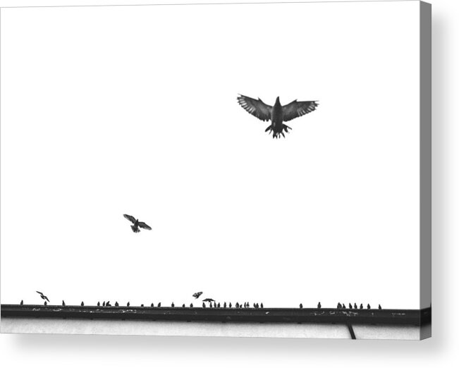 Birds Acrylic Print featuring the photograph Birds In The City by Alex Ogazzi