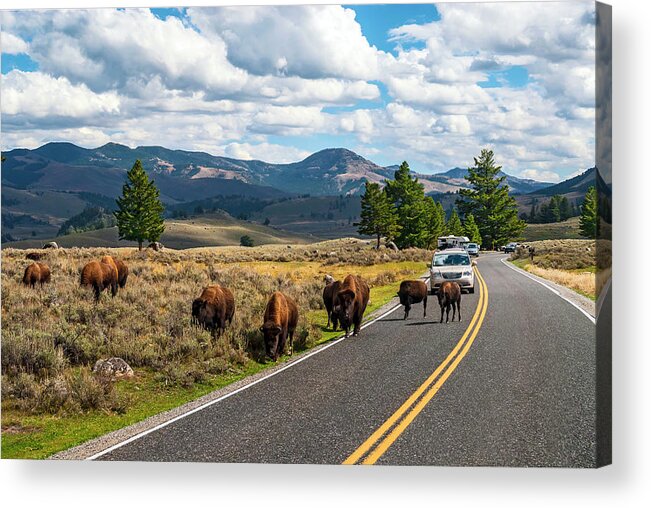 Estock Acrylic Print featuring the digital art Bison Grazing, Yellowstone Np, Wy by Towpix