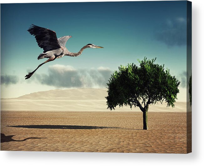 Shadow Acrylic Print featuring the photograph Blue Heron Flying by Jody Trappe Photography