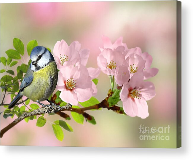 Blue Tit Acrylic Print featuring the pyrography Blue Tit on Apple Blossom by Morag Bates