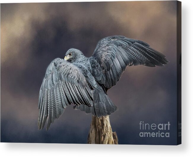 Black-chested Buzzard-eagle Acrylic Print featuring the mixed media Blue Wings by Eva Lechner