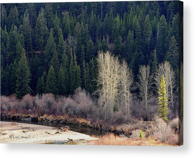 Evergreens Acrylic Print featuring the photograph Bright trees Without Leaves by Kae Cheatham