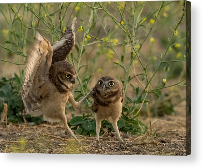 Burrowing Owls Acrylic Print featuring the photograph Buddy, Give Me A Hand! by Victor Wang