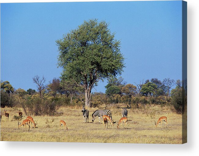 Horse Acrylic Print featuring the photograph Burchells Zebra And Impala, Moremi by Tim Graham