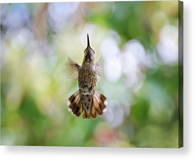 Nature Acrylic Print featuring the photograph Calypte Anna - Hummingbird by Derek Galon Ma