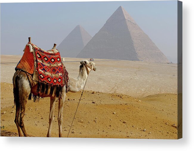 Working Animal Acrylic Print featuring the photograph Camel For Ride On Desert by Bijan Choudhury