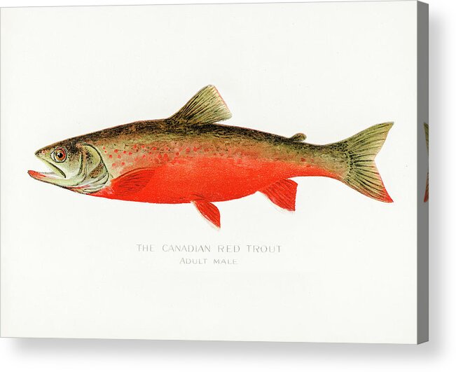 David Letts Acrylic Print featuring the drawing Canadian Red Trout by David Letts