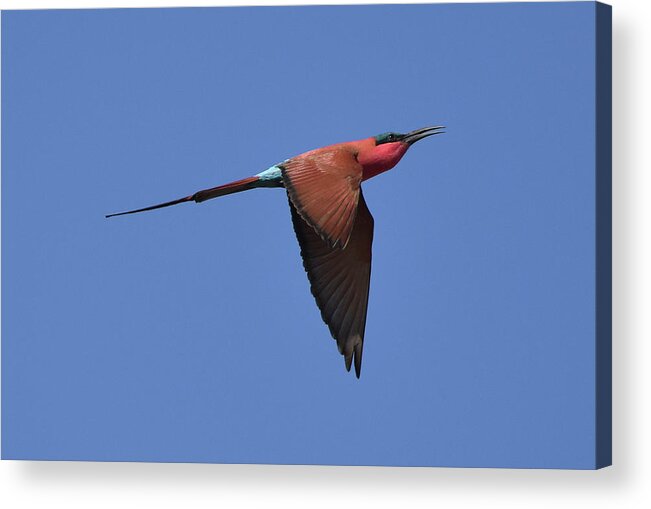 Bee-eater Acrylic Print featuring the photograph Carmine Bee-Eater by Ben Foster