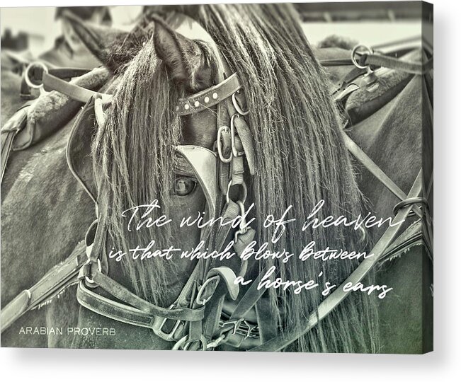 Arabian Acrylic Print featuring the photograph CARRIAGE HORSE quote by Dressage Design