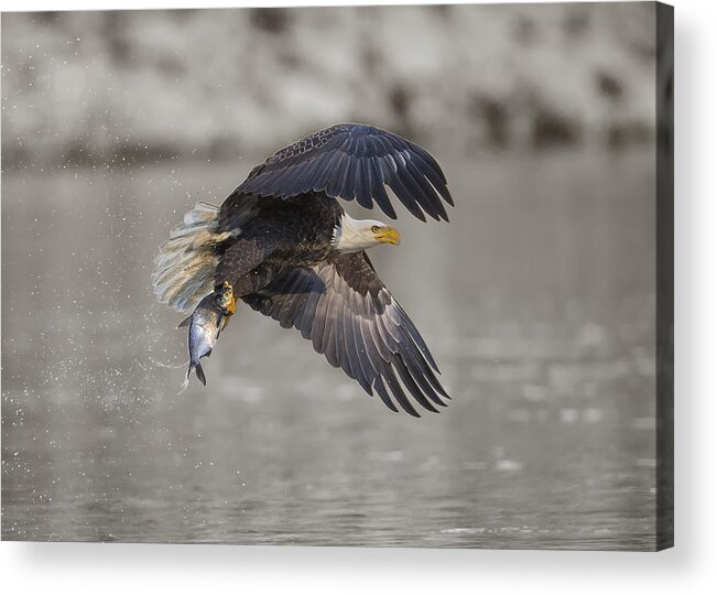 Wild Acrylic Print featuring the photograph Catching by Rob Li