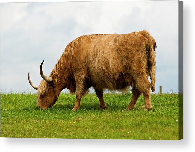 Estock Acrylic Print featuring the digital art Cattle Grazing by Marco Pavan