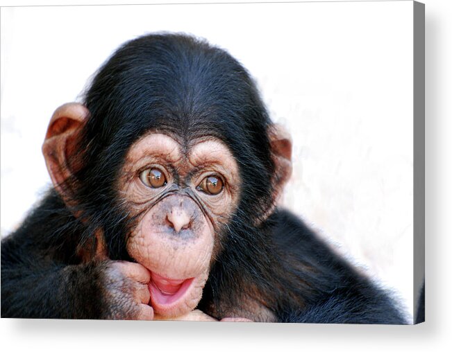 White Background Acrylic Print featuring the photograph Chimpanzee by Aaa