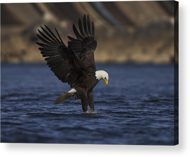 Bird Acrylic Print featuring the photograph Clean Claws by Johnny Chen