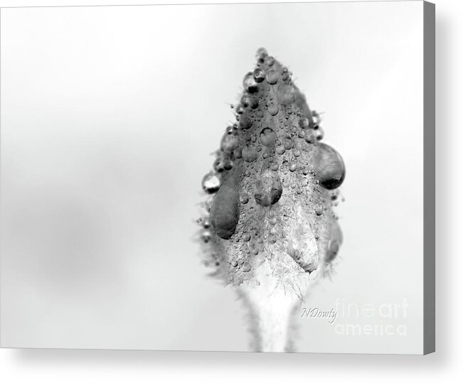 Clematis Bud In Rain Acrylic Print featuring the photograph Clematis Bud in Rain by Natalie Dowty