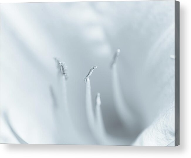 Flowers Acrylic Print featuring the photograph Macro Flower Photography by Amelia Pearn
