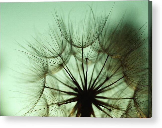 Outdoors Acrylic Print featuring the photograph Close-up Of Dandelion Seeds by Jupiterimages