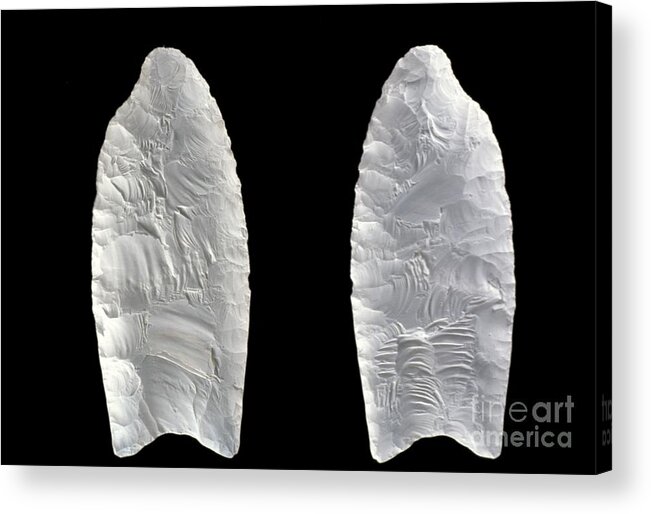Clovis Point Acrylic Print featuring the photograph Clovis Paleoindian Fluted Points by Carolina Biological Supply Company/science Photo Library