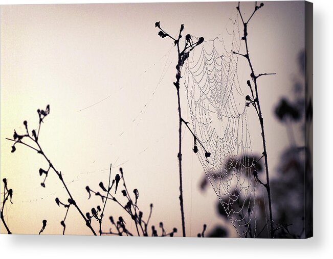 Pink Acrylic Print featuring the photograph Cob Webbed by Michelle Wermuth