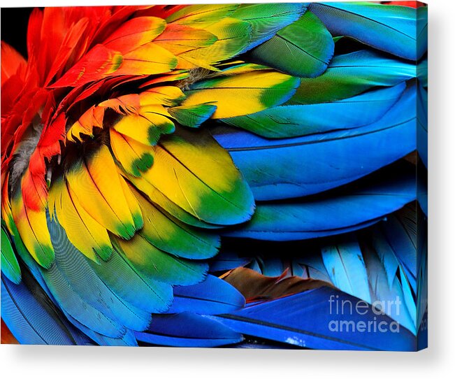 Feather Acrylic Print featuring the photograph Colorful Of Scarlet Macaw Birds by Super Prin