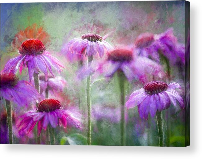 Flower Acrylic Print featuring the photograph Cone Flowers In The Morning Light by Ulrike Eisenmann