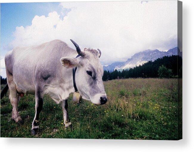 Horned Acrylic Print featuring the photograph Cow On Lavazè Pass by Stefano Salvetti