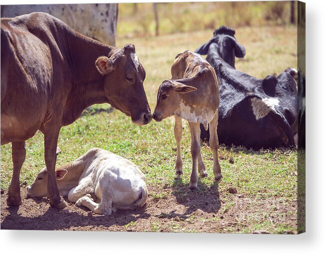 Cow Acrylic Print featuring the photograph Cow With Calves by Ktsdesign/science Photo Library