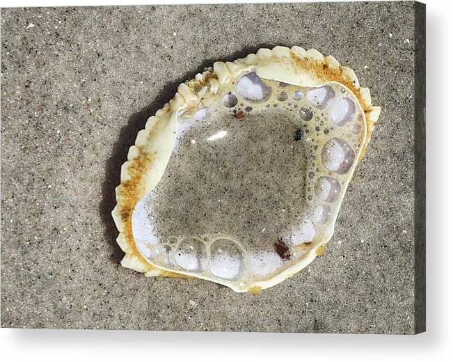 Beach Acrylic Print featuring the photograph Crab Shell and Bubbles by Cate Franklyn