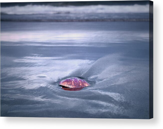 Crab Shell Acrylic Print featuring the photograph Crab Shell on Beach by Scenic Edge Photography