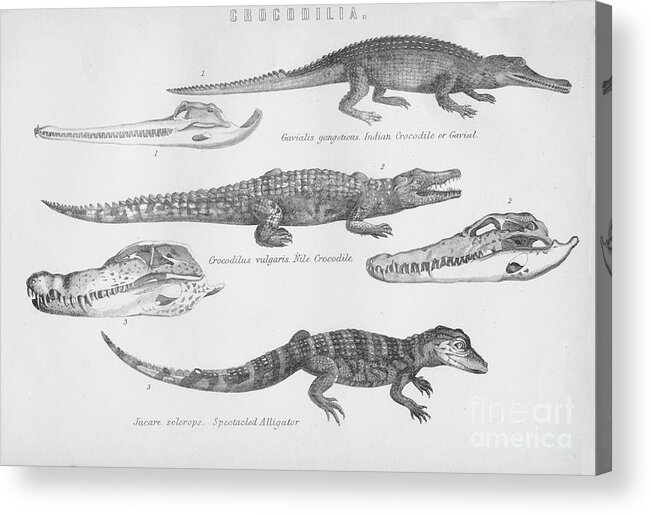 Engraving Acrylic Print featuring the drawing Crocodilia by Print Collector
