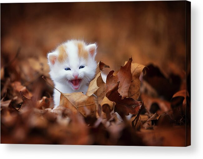 Crying In The Leaves Acrylic Print featuring the photograph Crying In The Leaves by Jonathan Ross