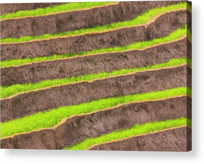Rice Paddy Acrylic Print featuring the photograph Cultivated Terraced Fields, Paro by Mint Images/ Art Wolfe