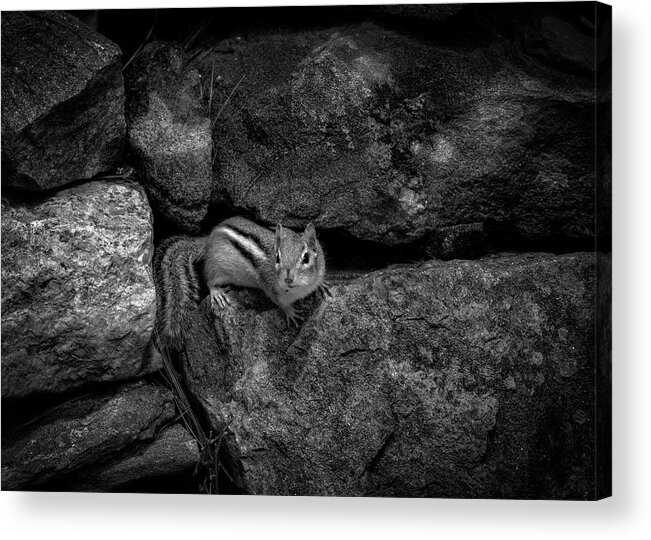 Animal Acrylic Print featuring the photograph Curious Baby Chipmunk by Bob Orsillo