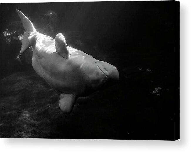 Whale Acrylic Print featuring the photograph Curious Beluga by Anthony Jones
