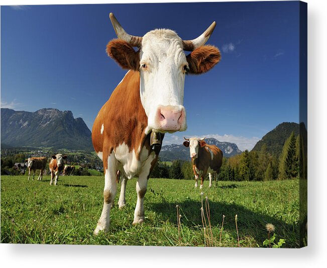 Horned Acrylic Print featuring the photograph Curious Cow Infront An Alps Panorama by 4fr