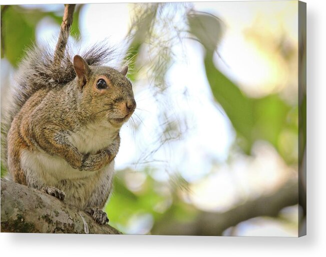 Animal Themes Acrylic Print featuring the photograph Curious Squirrel by Daniela Duncan