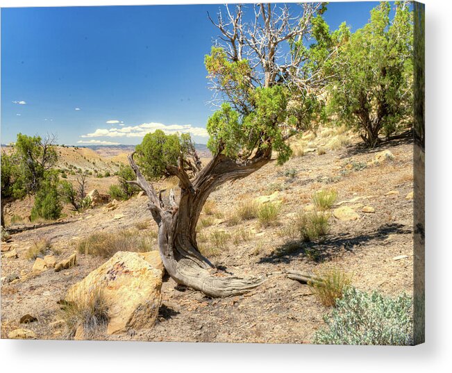 Curved Acrylic Print featuring the photograph Curved Ancient Juniper by Douglas Barnett