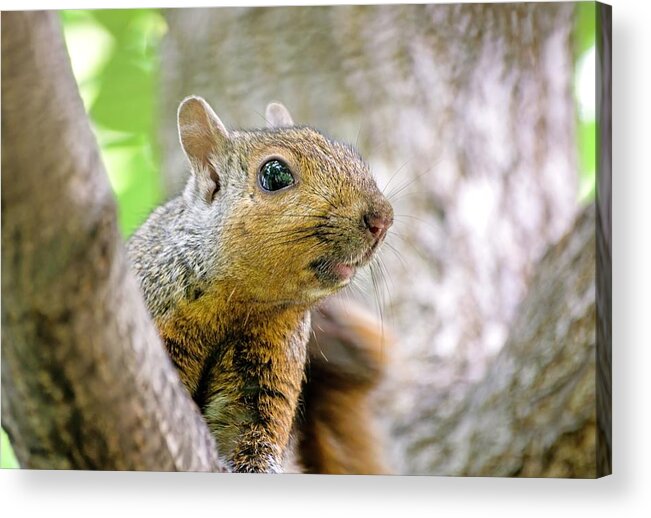 Fox Squirrel Acrylic Print featuring the photograph Cute Funny Head Squirrel by Don Northup