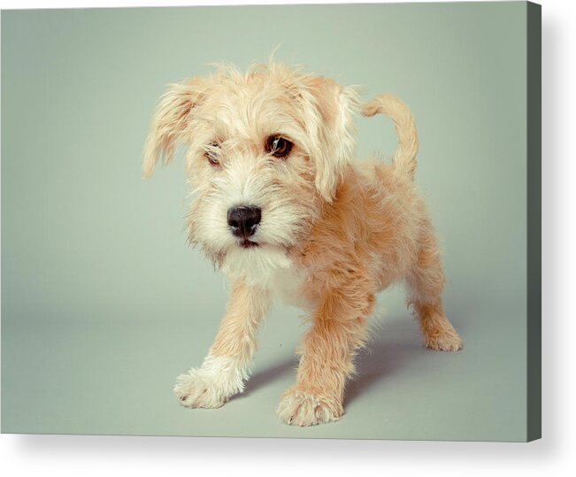 Pets Acrylic Print featuring the photograph Cute Puppy by Square Dog Photography