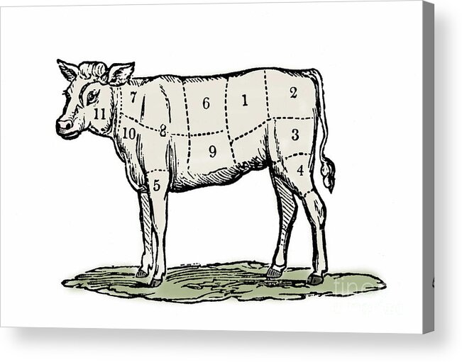 Cow Acrylic Print featuring the drawing Cuts of Veal by European School