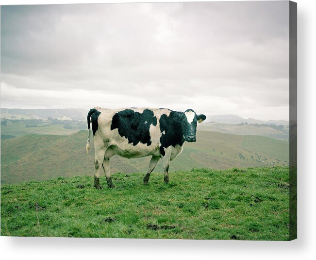 Grass Acrylic Print featuring the photograph Dairy by Photo By Stas Kulesh