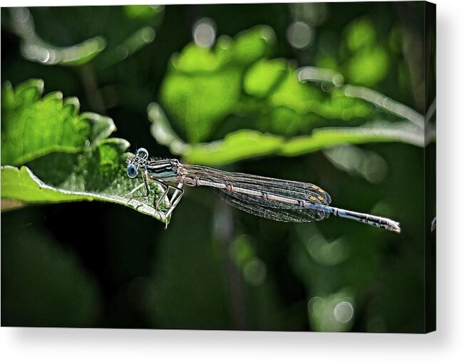 Blue Damsel Fly Acrylic Print featuring the photograph Damsel fly by Martin Smith
