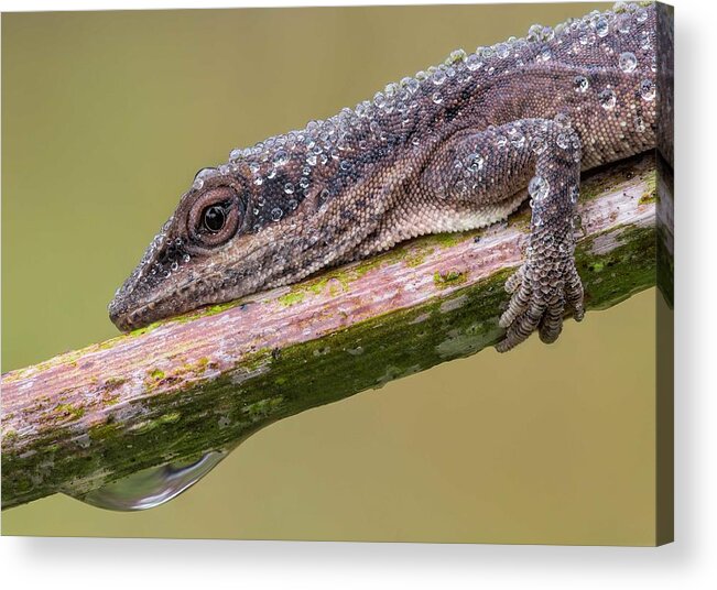 Macro Acrylic Print featuring the photograph Dewy Anole by William Banik