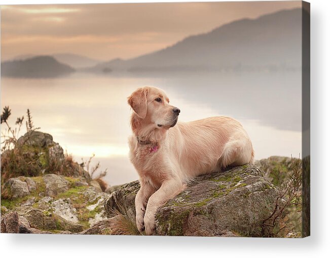 Grass Acrylic Print featuring the photograph Dog At Sunset by Image Copyright Of S Turner