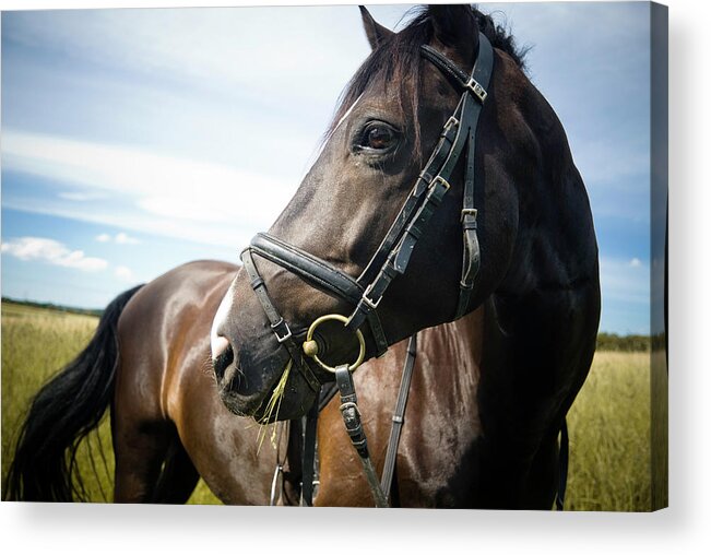 Horse Acrylic Print featuring the photograph Dont Look Back by Pixalot