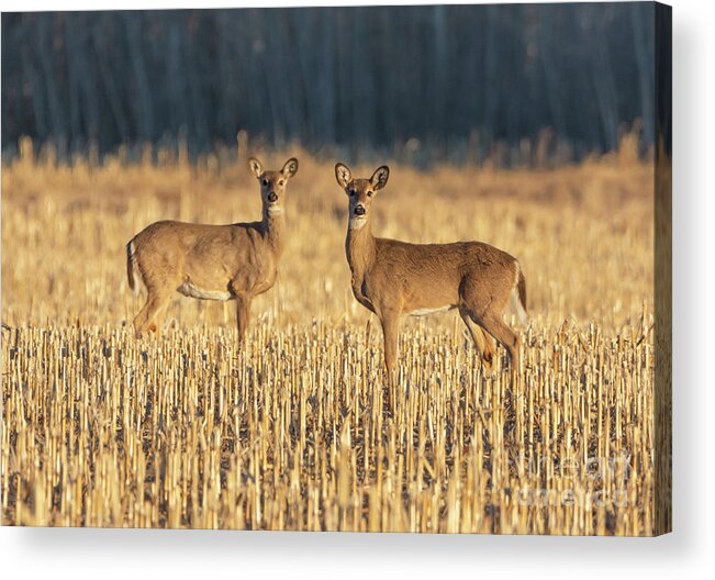 Deer Acrylic Print featuring the photograph Double Trouble by Amfmgirl Photography