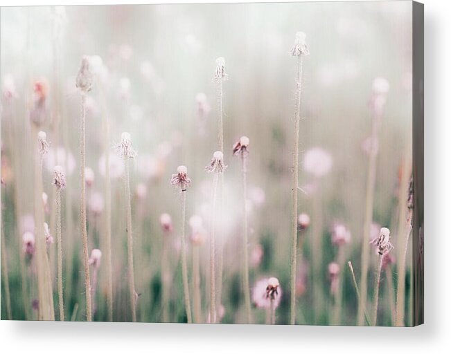 Dandelionart Acrylic Print featuring the photograph Dreams We Share by The Art Of Marilyn Ridoutt-Greene